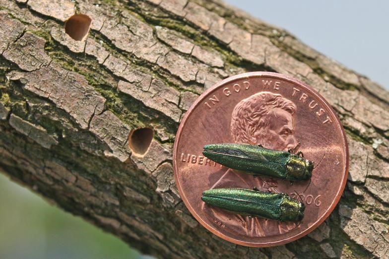 Size of Emerald Ash Borer compared to a coin